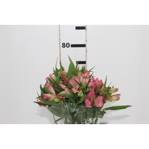 ALSTROEMERIA TOURMALINE 070 CM ROSA