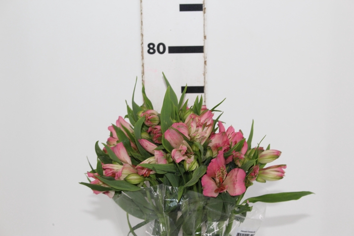 <h4>ALSTROEMERIA TOURMALINE 070 CM ROSA</h4>