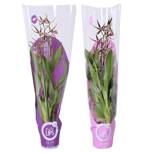 <h4>MoreLIPS® Brassia 'Shelob Tolkien' 2 tak met roze en paarse showhoes</h4>