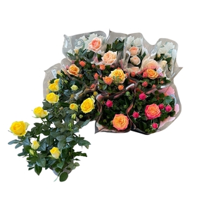 RO KORDAN GRANDE GEM