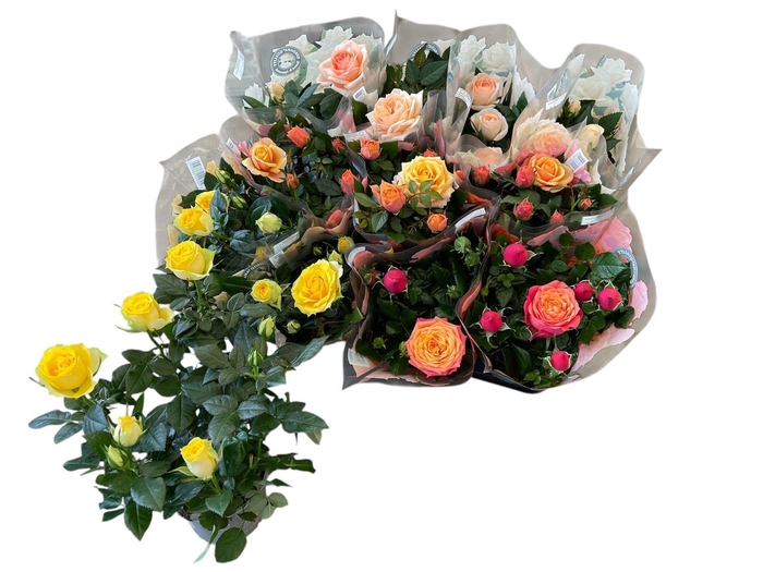 <h4>RO KORDAN GRANDE GEM</h4>