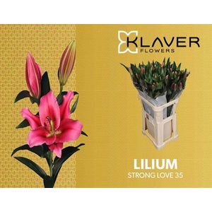 Li Or Strong Love 3+ Klaver Lily