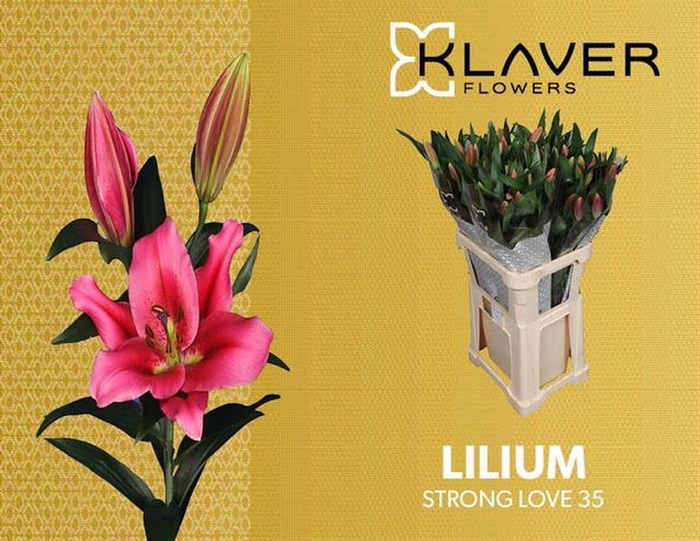 <h4>Li Or Strong Love 3+ Klaver Lily</h4>