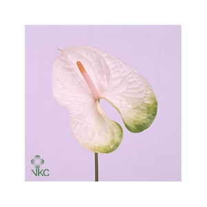 Anthurium Simba