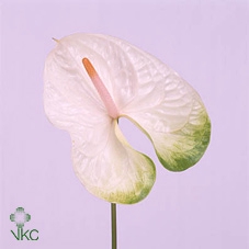 <h4>Anthurium Simba</h4>