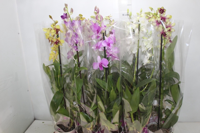 <h4>DENPHALAEN P13</h4>