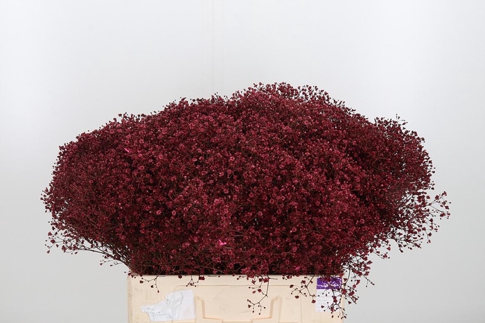 <h4>Gyps Kl Bh Bordeaux</h4>