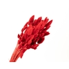 Lagurus Red