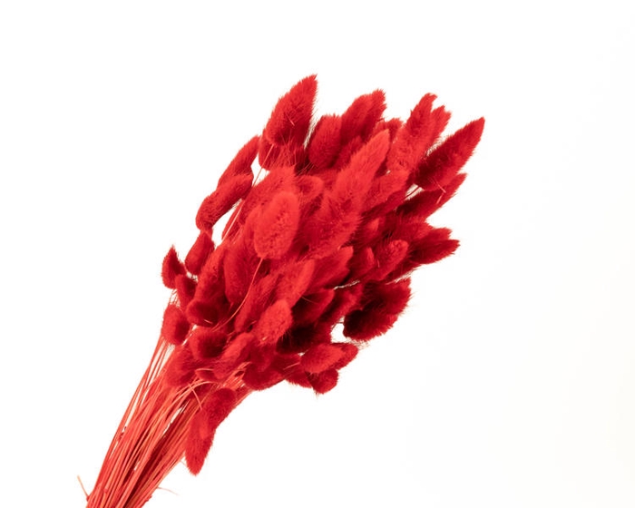 Lagurus Red