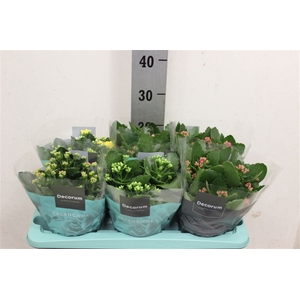 Kalanchoe blossfeldiana gevuld gemengd 4 kleuren