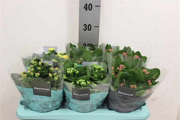 <h4>Kalanchoe blossfeldiana gevuld gemengd 4 kleuren</h4>