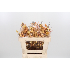 Ilex Ve Ilexia Julia