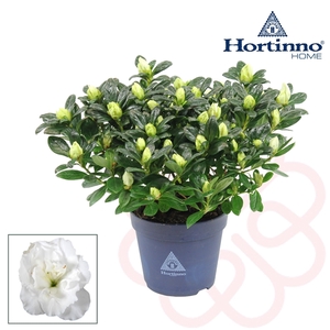 Hortinno® Home 'wit' 25 - 27 cm