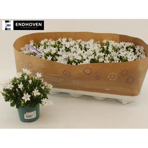 CAMP PORTENSCHLAGIAN