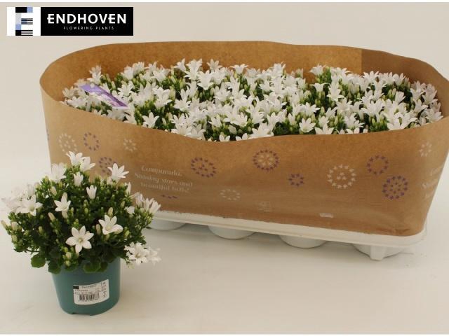 <h4>CAMP PORTENSCHLAGIAN</h4>