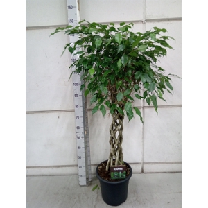 Ficus benja. 'Exotica'