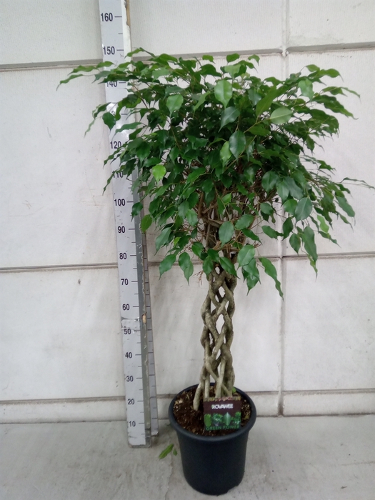 <h4>Ficus benja. 'Exotica'</h4>