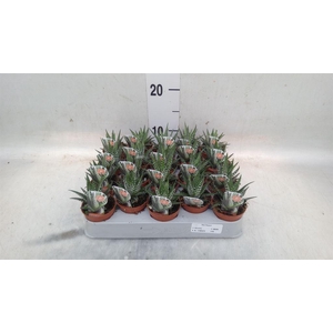 Haworthia fasciala 'Big Band'