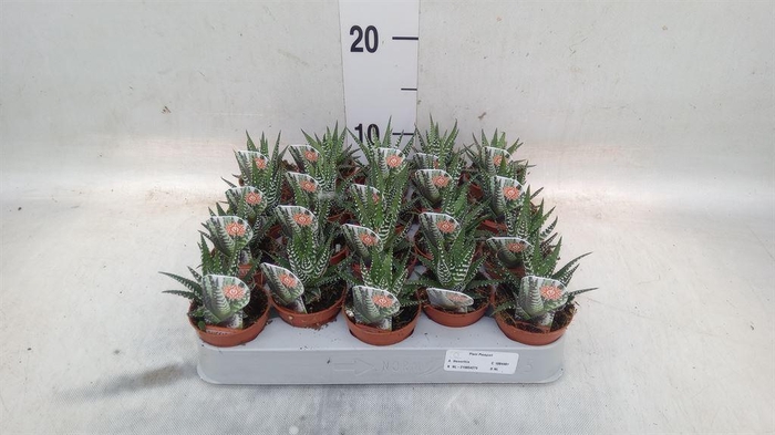 <h4>Haworthia fasciala 'Big Band'</h4>