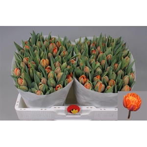 Tu Du Orange Princes