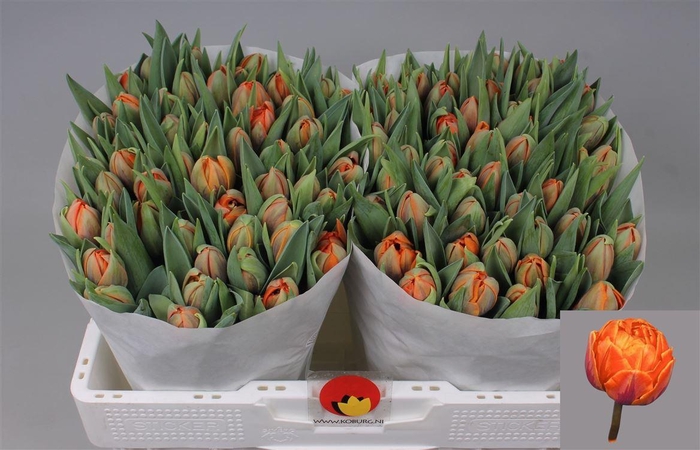 <h4>Tu Du Orange Princes</h4>