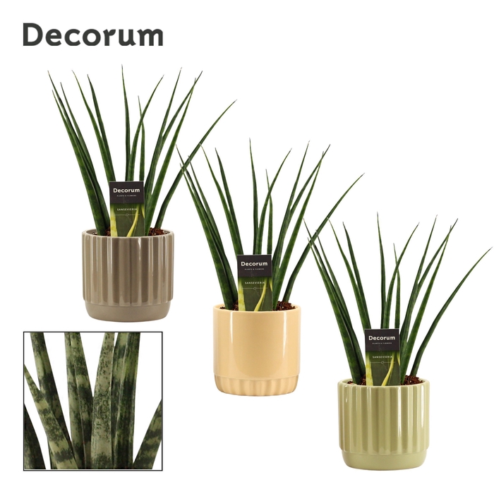 <h4>Sansevieria fernwood 12 cm in Liam (Nature world-collection)</h4>