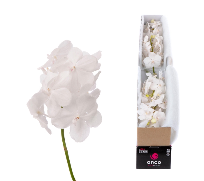 <h4>Vanda Tayanee Diamond White X5</h4>
