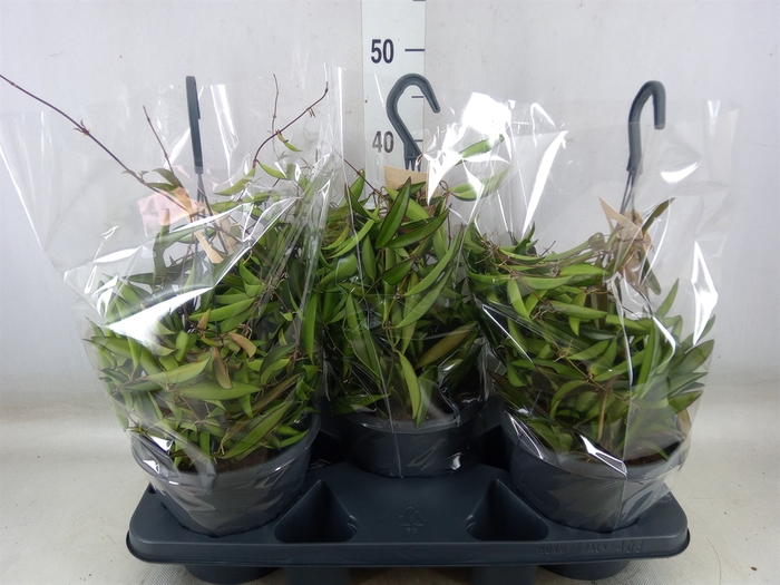 <h4>Hoya wayetii</h4>