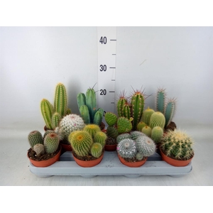 Cactus   ...mix
