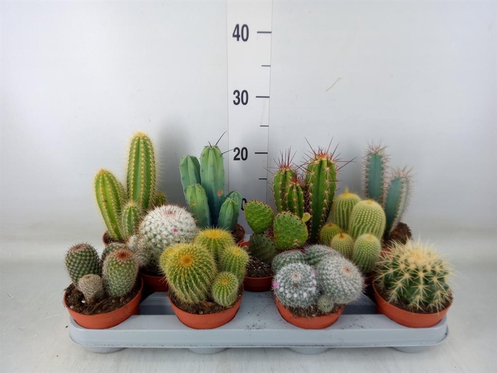 <h4>Cactus   ...mix</h4>