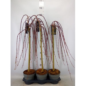 Salix caprea 'Kilmarnock'