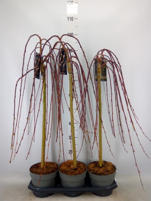 <h4>Salix caprea 'Kilmarnock'</h4>