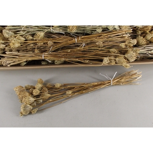 DF Finocchio Natural Bs 110g