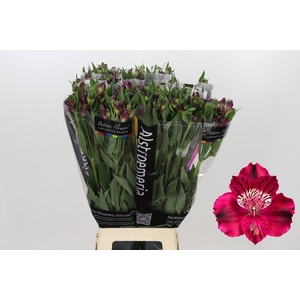 Alstroemeria Shiny Purple