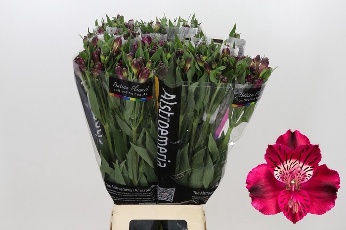 <h4>Alstroemeria Shiny Purple</h4>