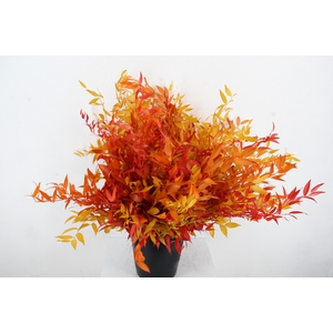 PF RUSCUS LEAFS AUTUMN BS 100GR