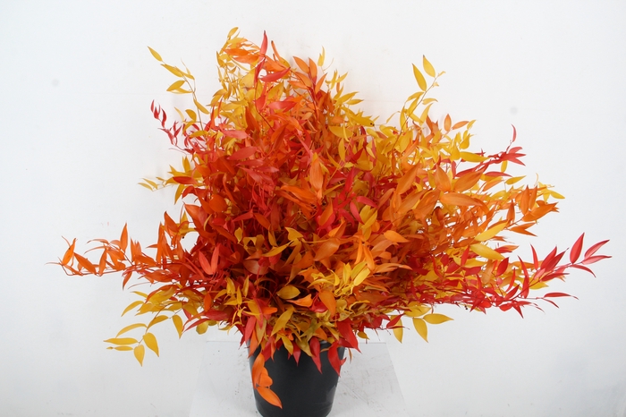 <h4>PF RUSCUS LEAFS AUTUMN BS 100GR</h4>