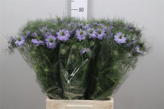 <h4>Nige D Mystery Lila</h4>