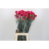 Dianthus St Bizet