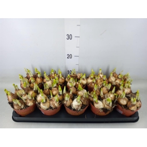 Narcissus  'Tete a tete'