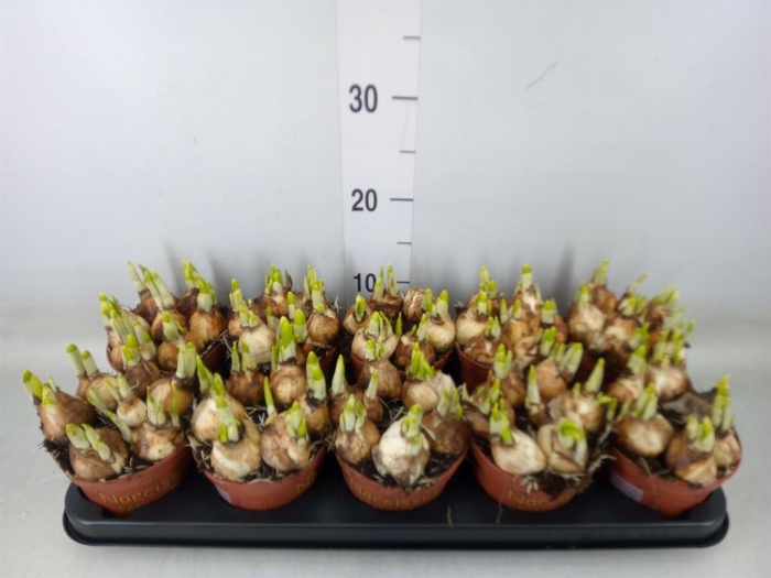 <h4>Narcissus  'Tete a tete'</h4>