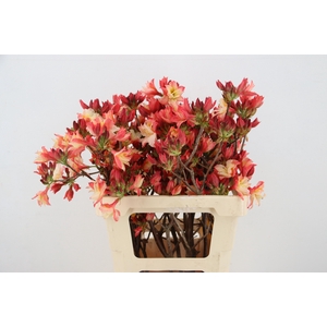 RHODO. DOUBLE RED/SALMON 050CM