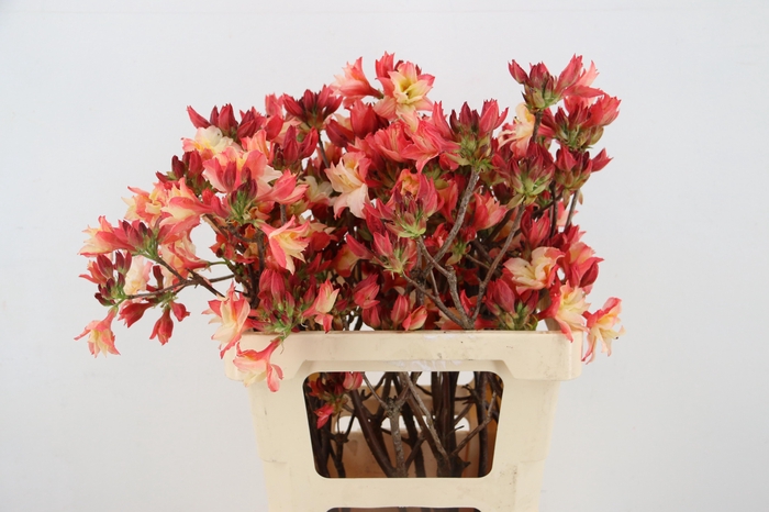 <h4>RHODO. DOUBLE RED/SALMON 050CM</h4>