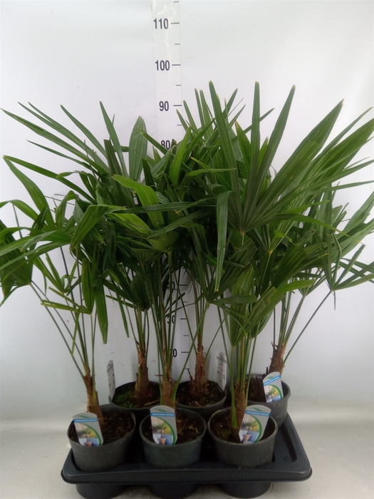 <h4>Trachycarpus fortunei</h4>