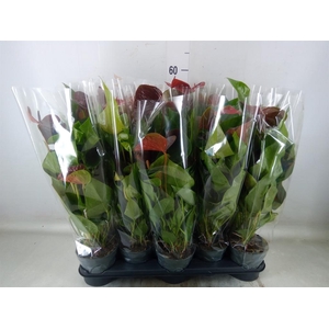 Anthurium  'Black Love'