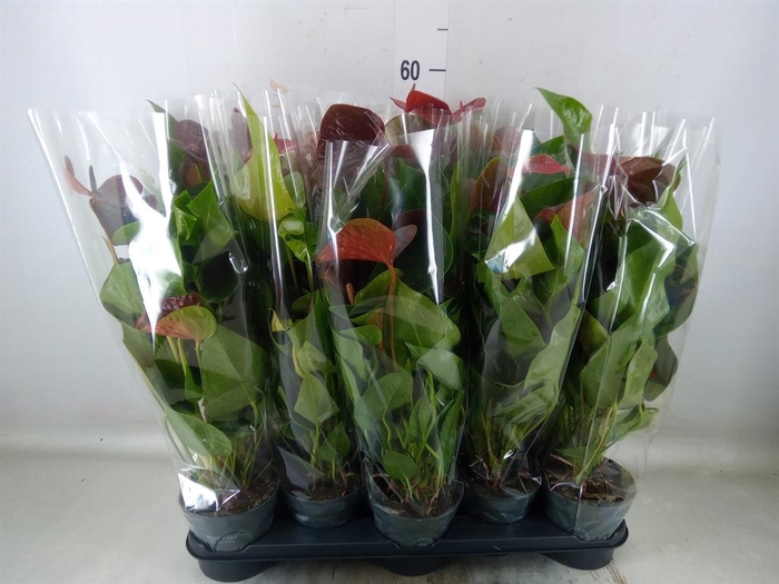 <h4>Anthurium 'Black Love'</h4>