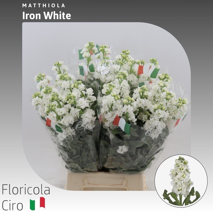 <h4>Matthiola Iron White</h4>