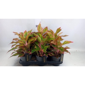 Aglaonema   ...