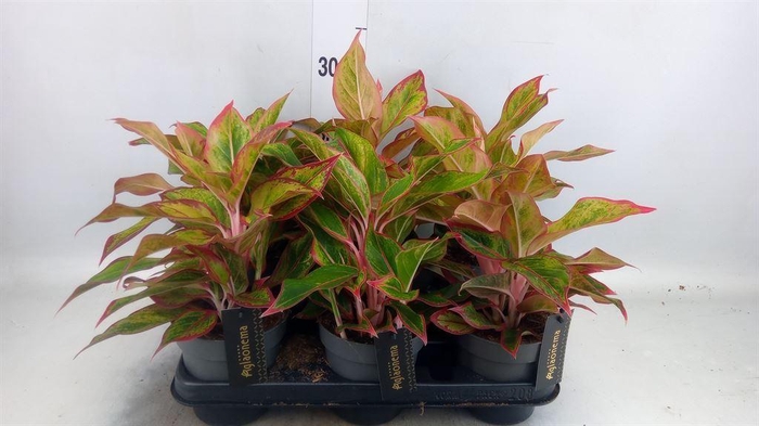 <h4>Aglaonema   ...</h4>