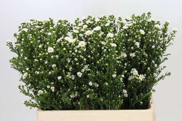 <h4>Aster Paquita</h4>